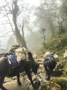 5-yaks-carrying-goods-for-everest-trek